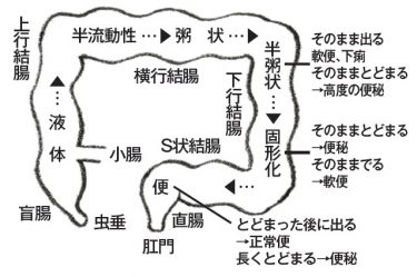 胃もたれや便秘を解消。毎日簡単に続けられる！「腸活」