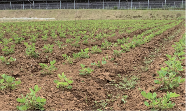 ほんの木農園、作業は任せっぱなし…